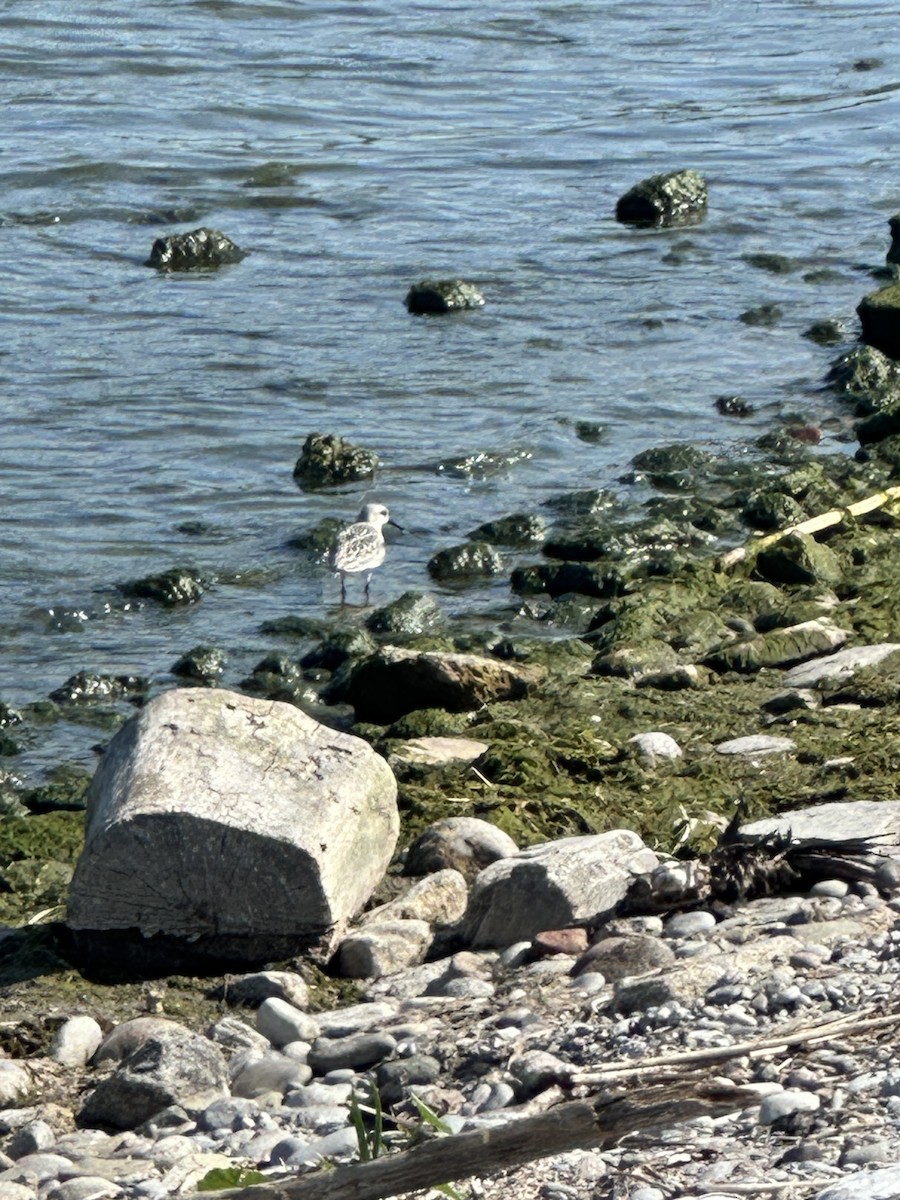 Black-bellied Plover - ML623918913