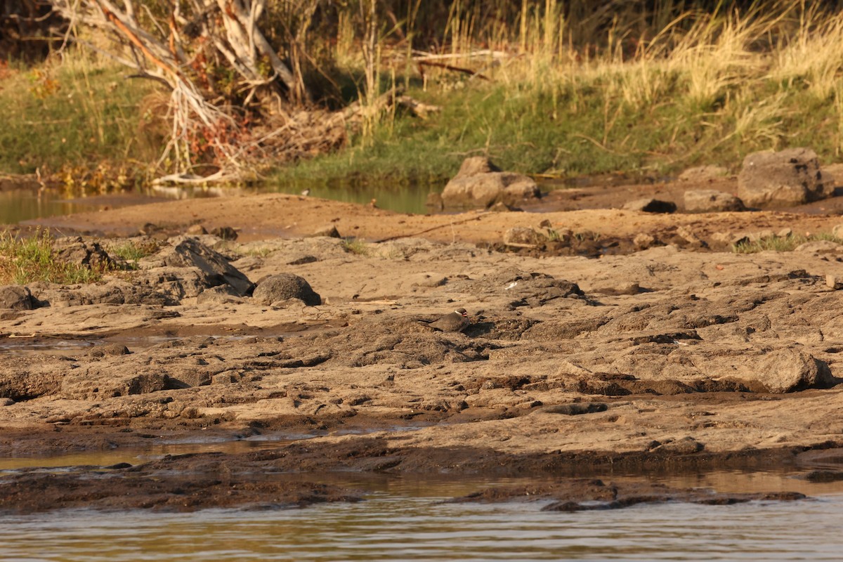 Rock Pratincole - ML623918915