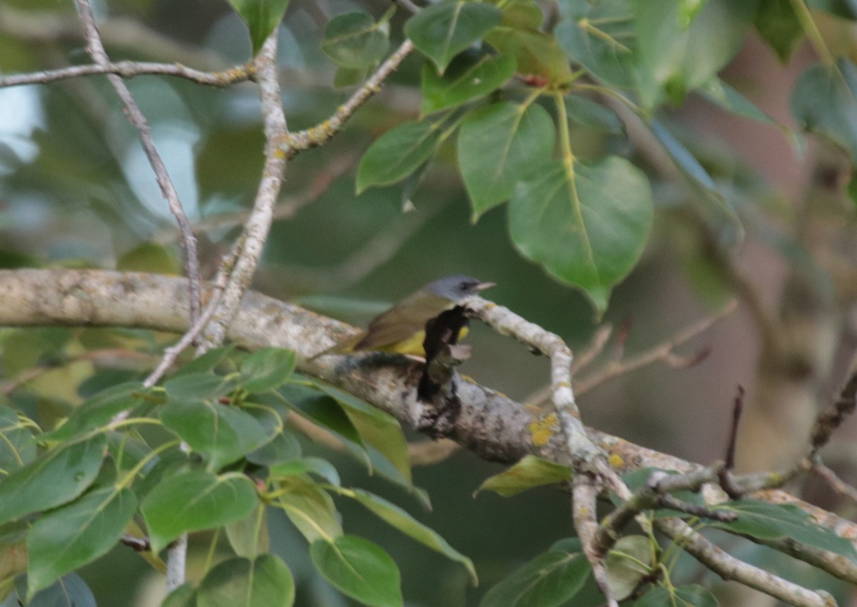 Mourning Warbler - ML623918930