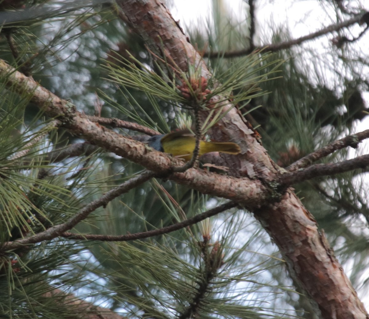 Mourning Warbler - ML623918931