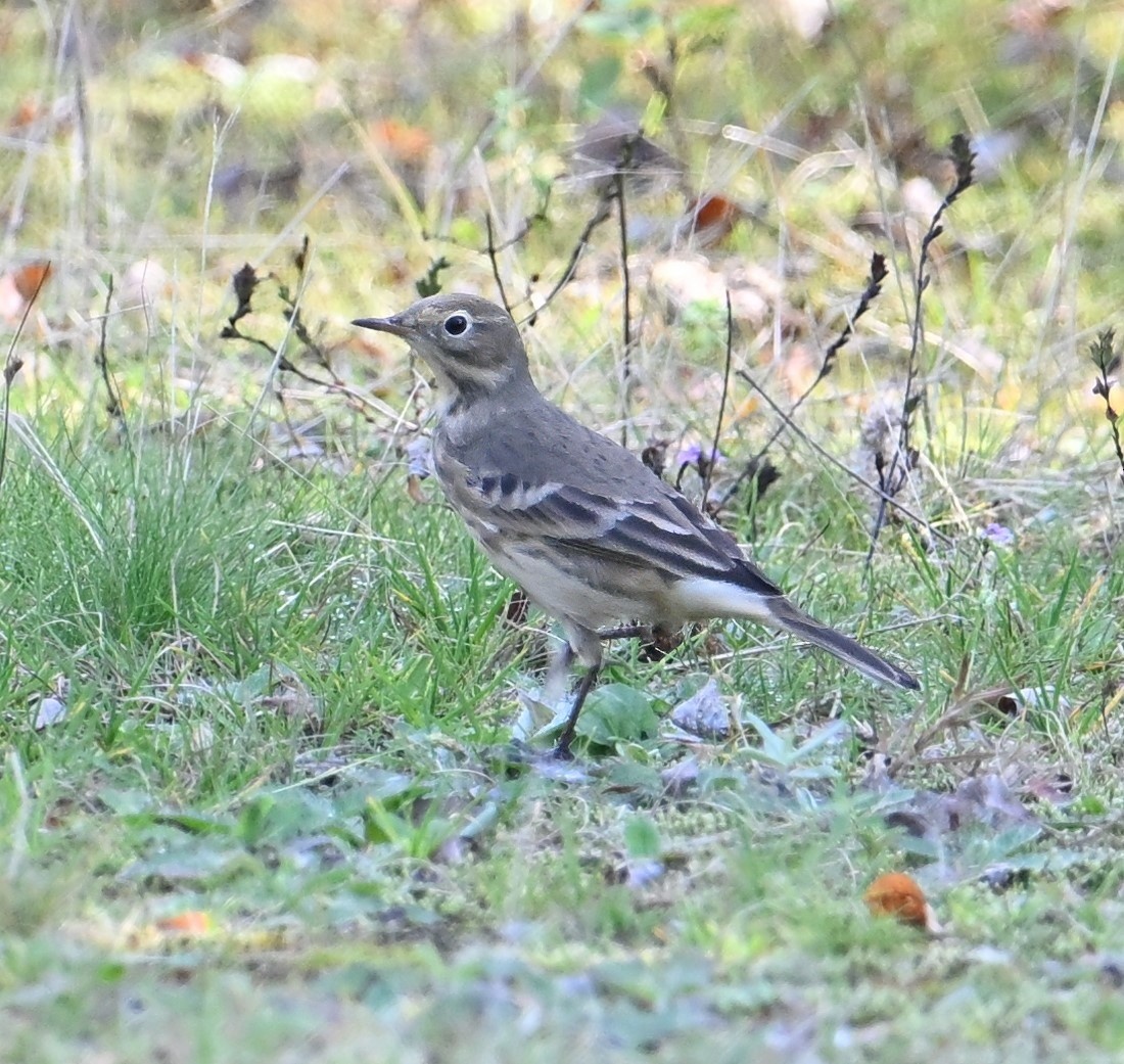 American Pipit - ML623918937