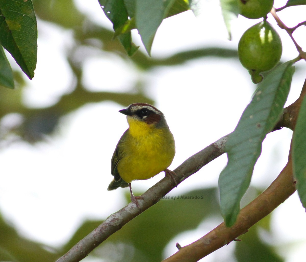 Chestnut-capped Warbler - Danny J Alvarado S