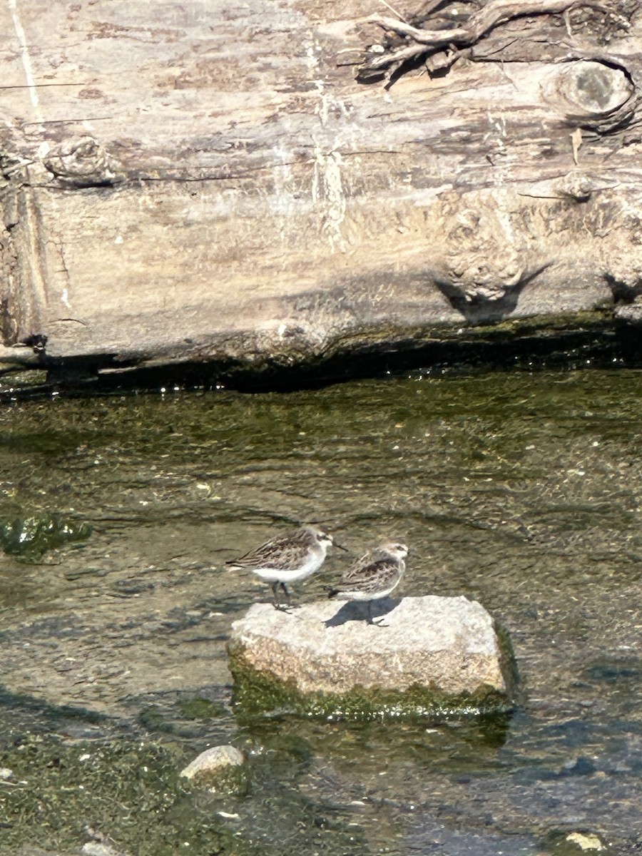 Semipalmated Plover - ML623918979