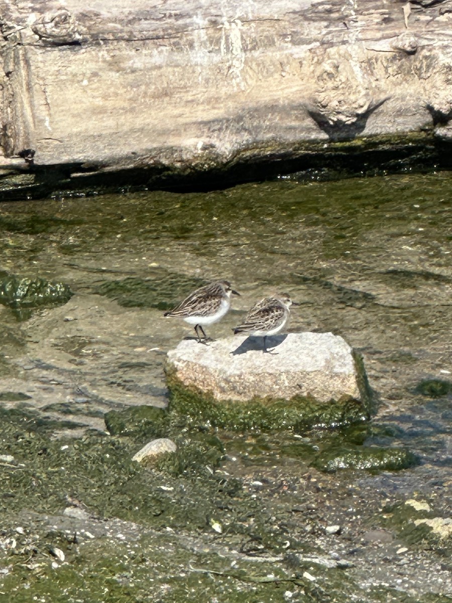 Semipalmated Plover - ML623918980