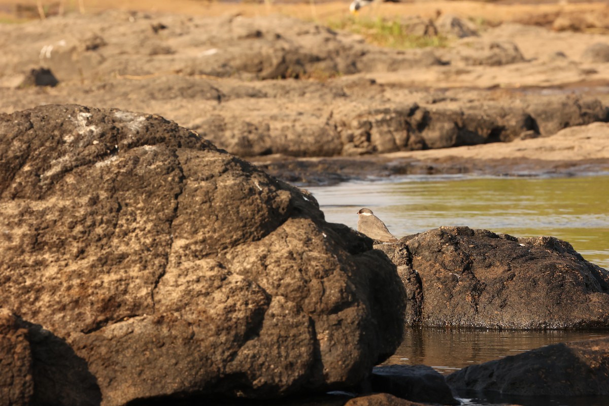 Rock Pratincole - Alicia Williams