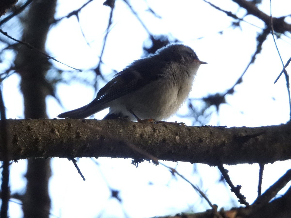 Golden-crowned Kinglet - ML623918998