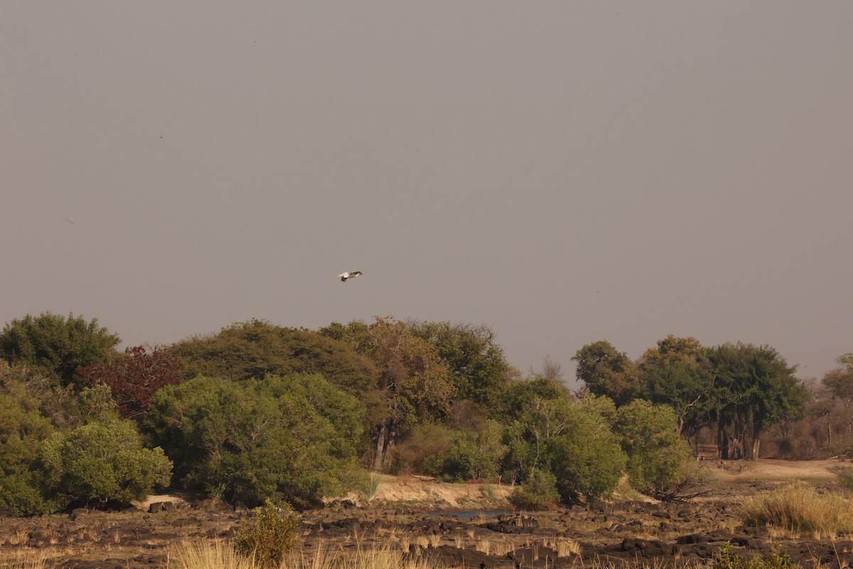 Pink-backed Pelican - ML623919002