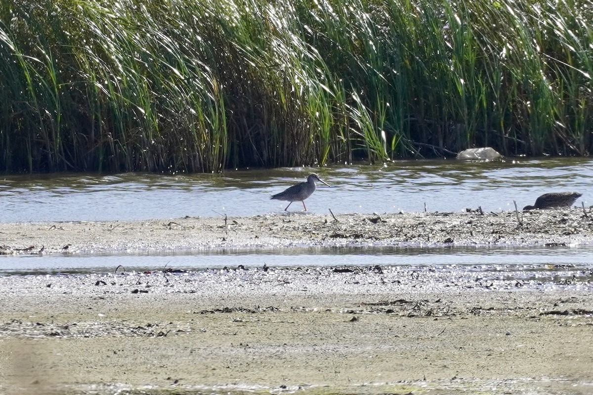 Spotted Redshank - ML623919003