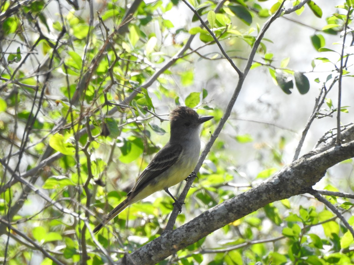 Brown-crested Flycatcher - ML623919011