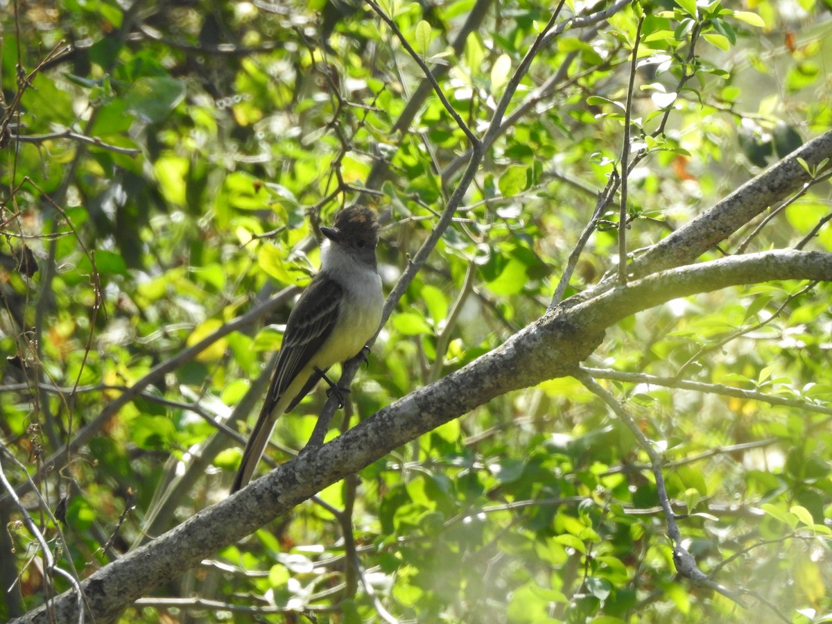 Brown-crested Flycatcher - ML623919012