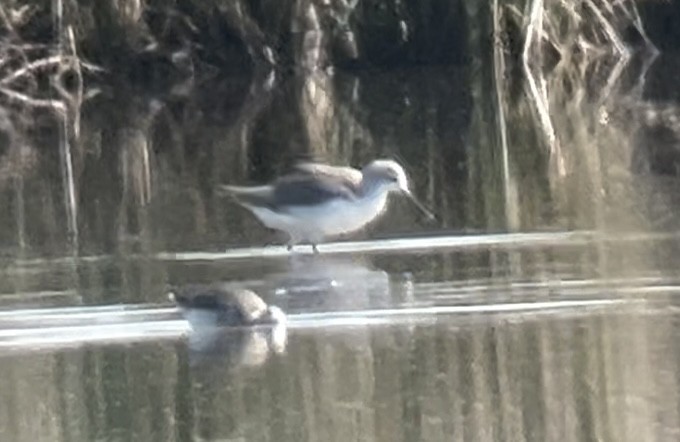 Marsh Sandpiper - ML623919022