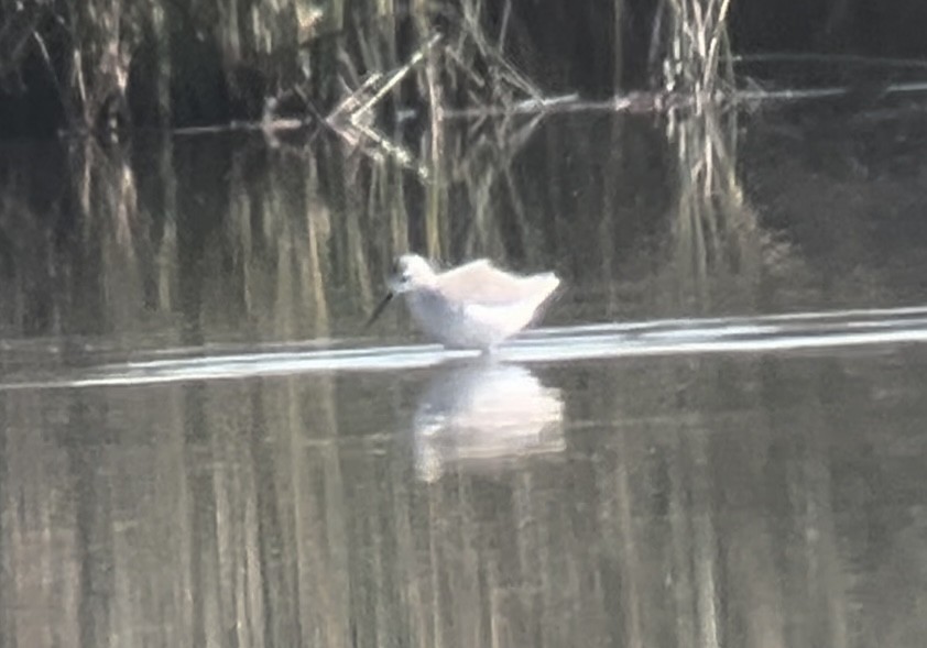 Marsh Sandpiper - ML623919023