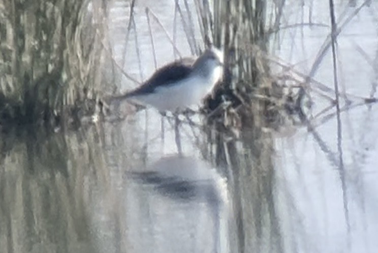 Marsh Sandpiper - ML623919024