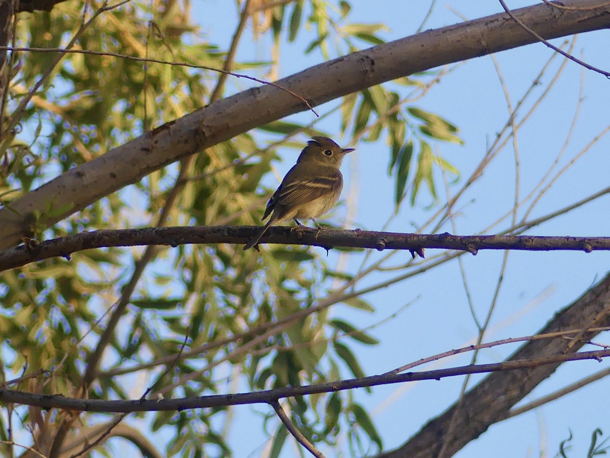 Western Flycatcher - ML623919042