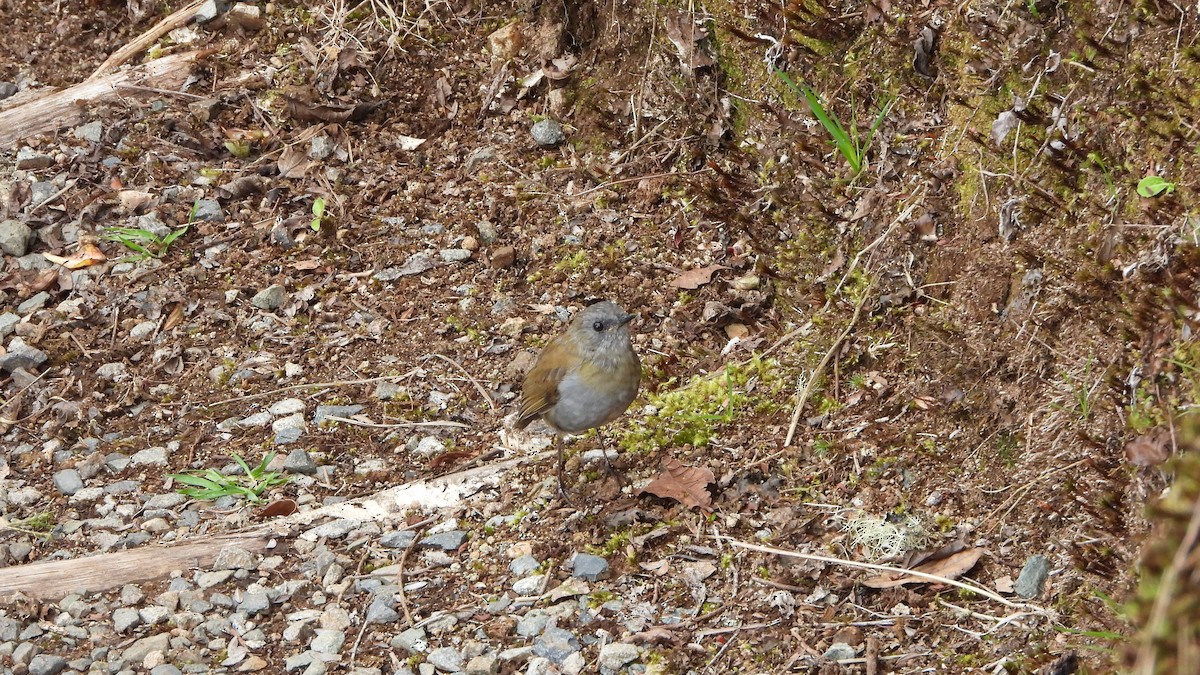 Black-billed Nightingale-Thrush - ML623919046