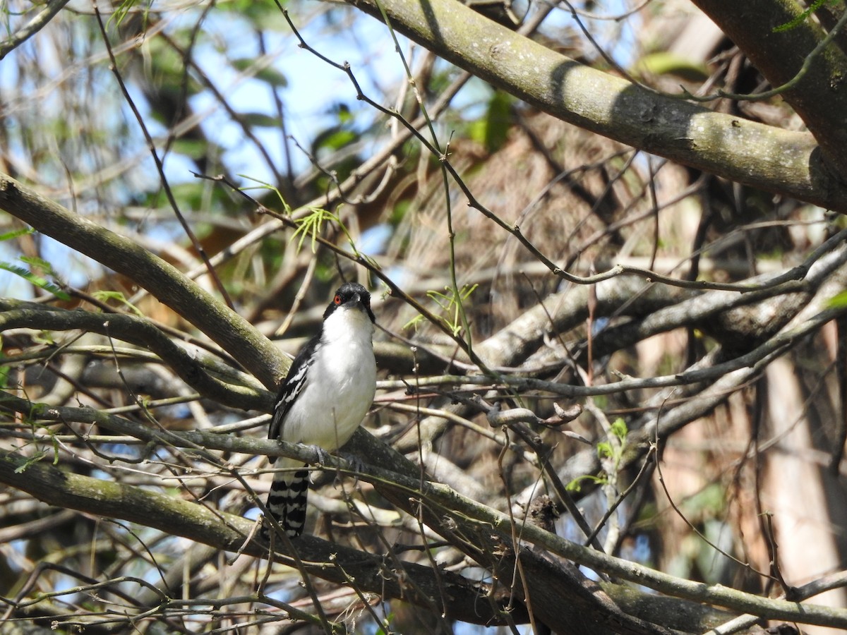 Great Antshrike - ML623919047