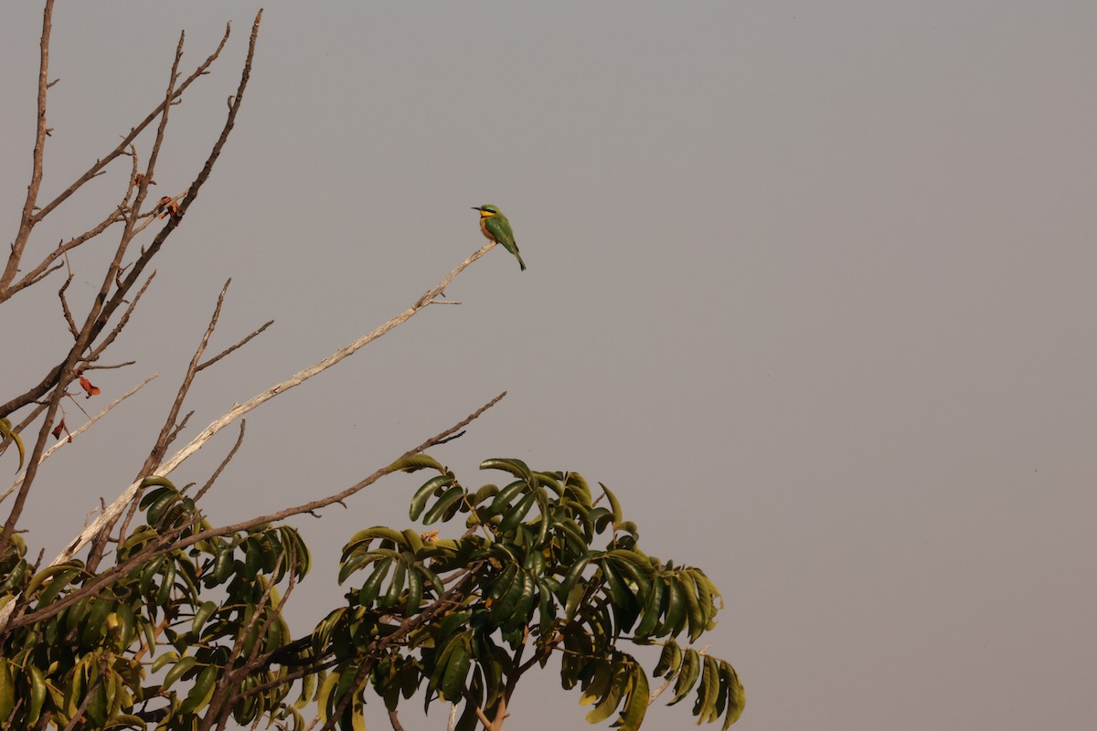 Little Bee-eater - ML623919049