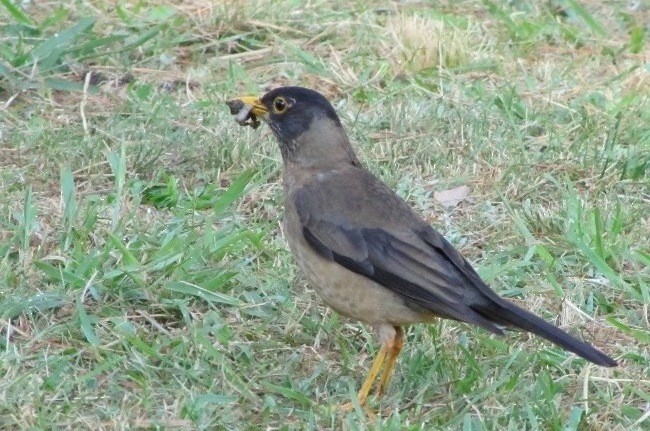 Austral Thrush - ML623919053