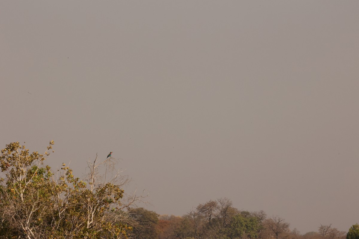 Lilac-breasted Roller - ML623919061