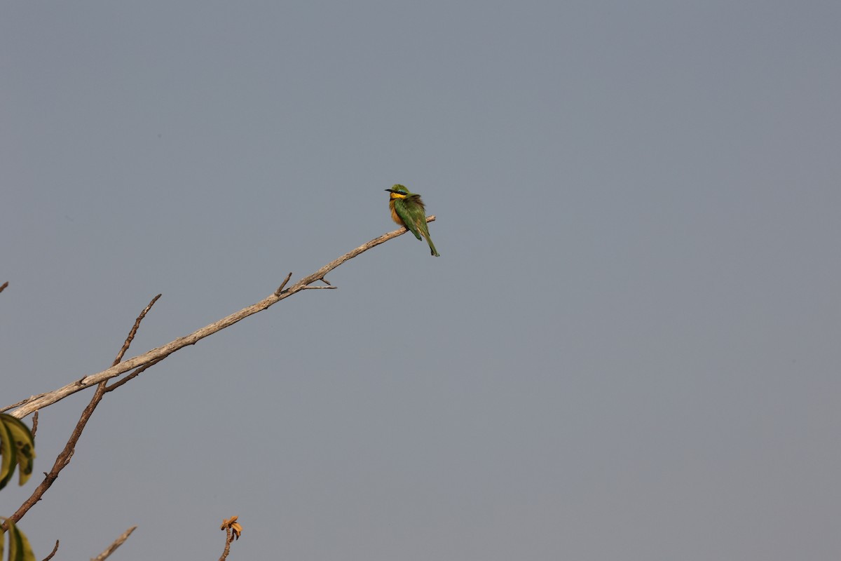 Little Bee-eater - ML623919082