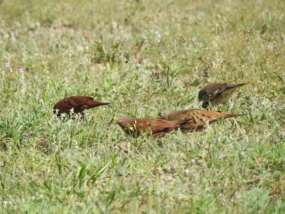 Ruddy Ground Dove - ML623919086