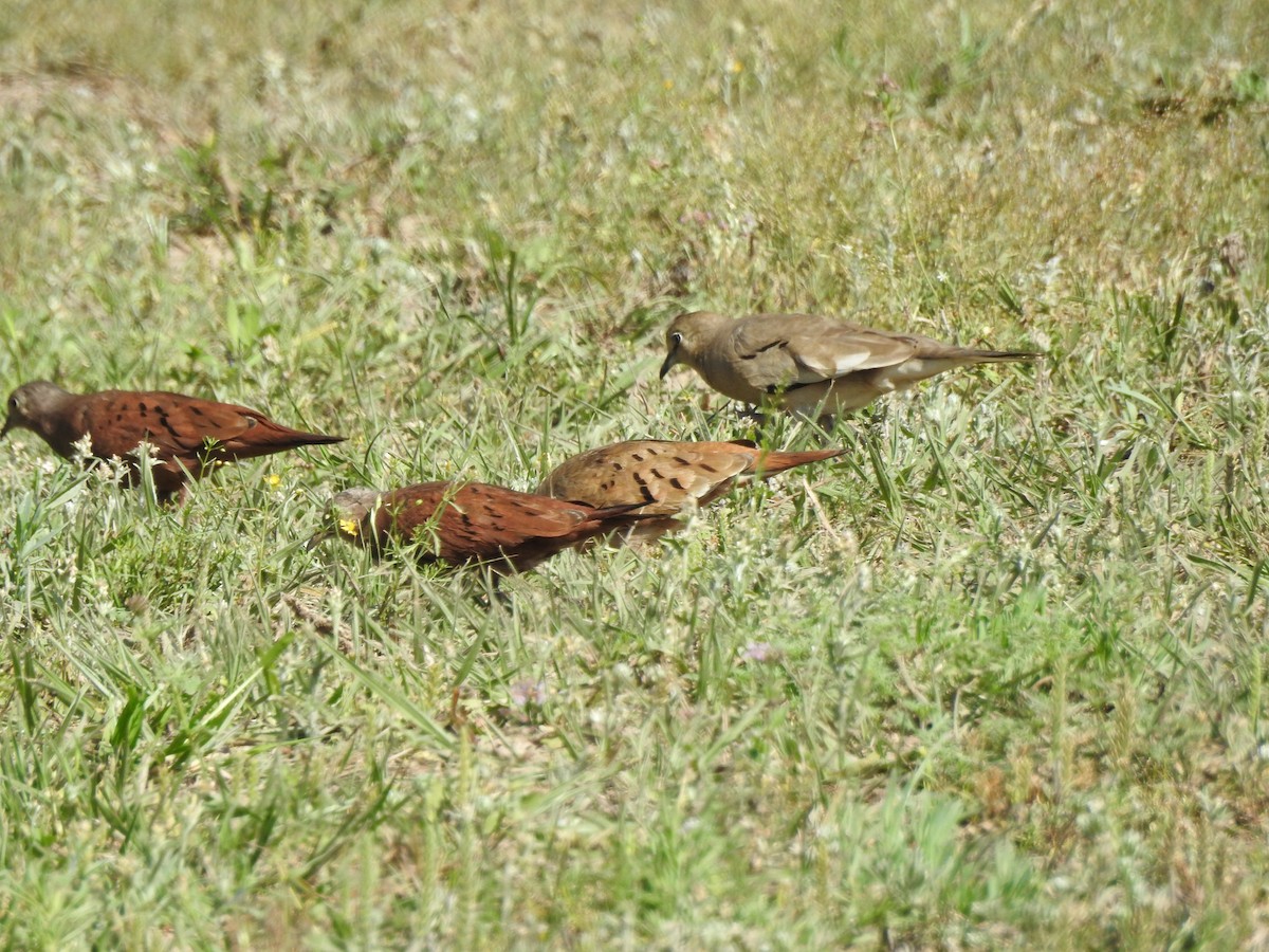 Ruddy Ground Dove - ML623919087