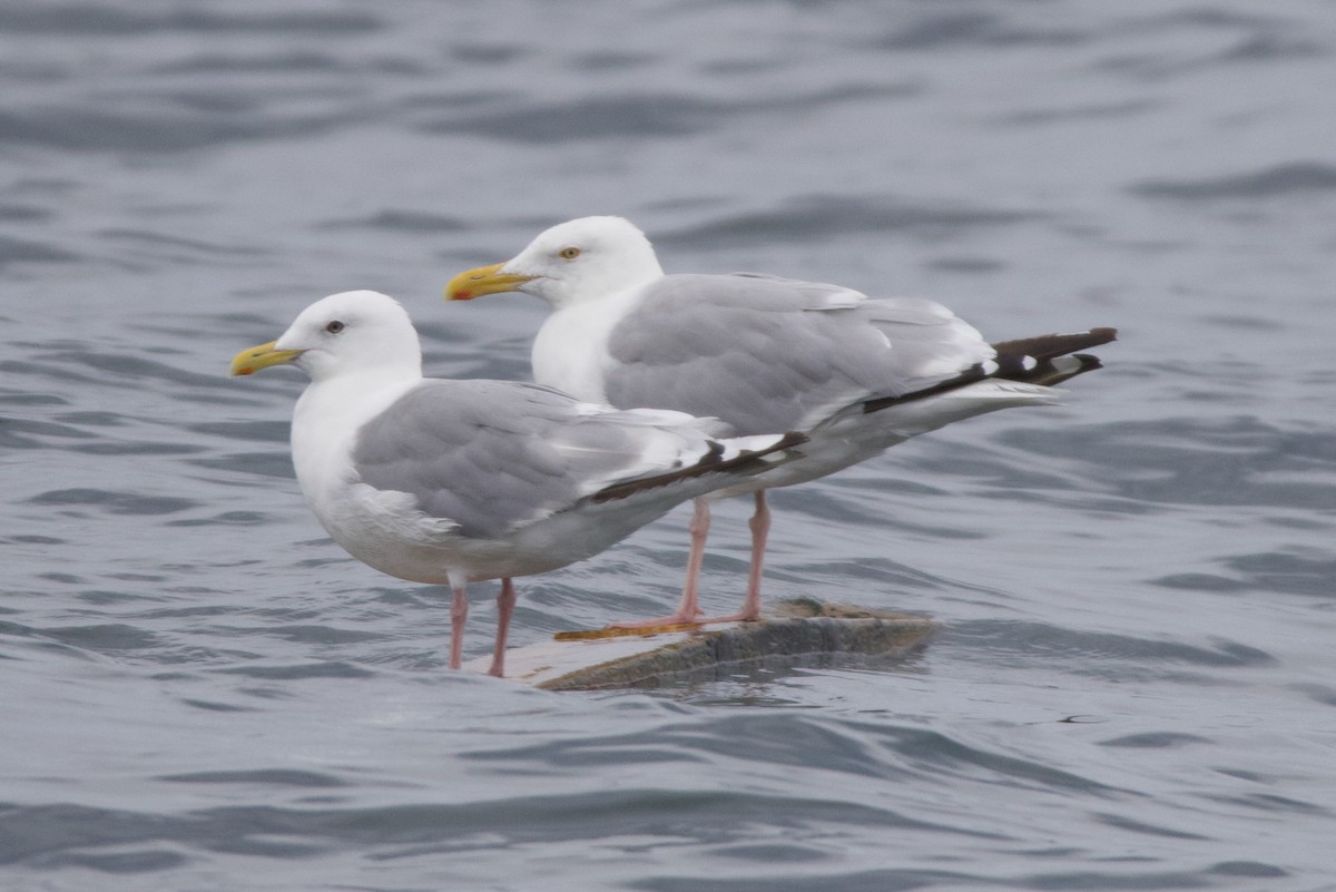 Iceland Gull (Thayer's) - ML623919091