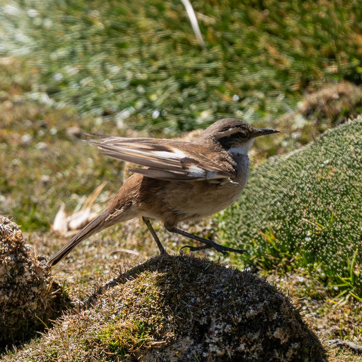 Cream-winged Cinclodes - ML623919095