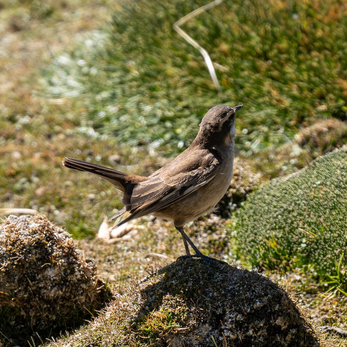 Cream-winged Cinclodes - ML623919096