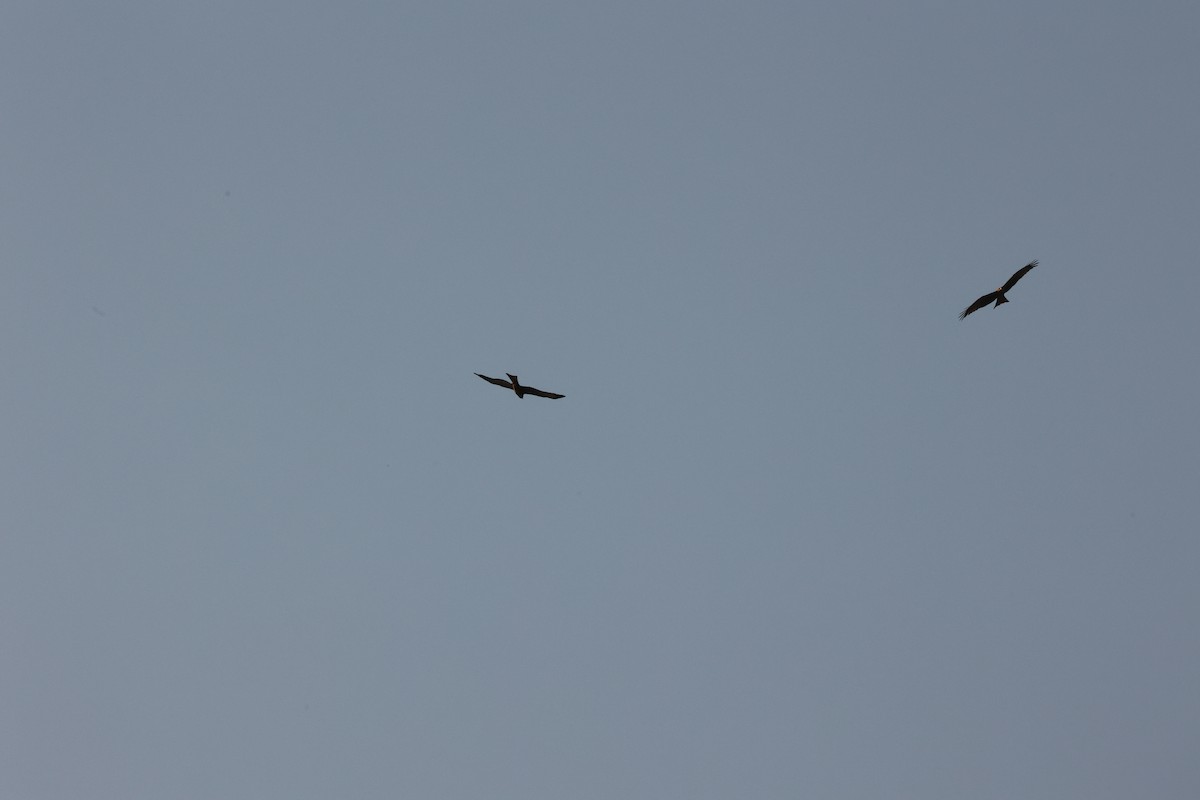 Black Kite (Yellow-billed) - ML623919099