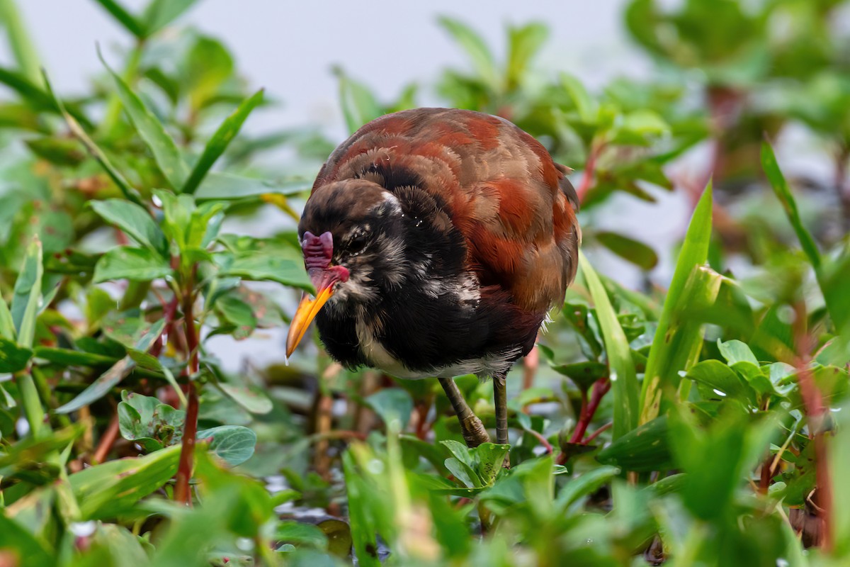 Wattled Jacana - ML623919106