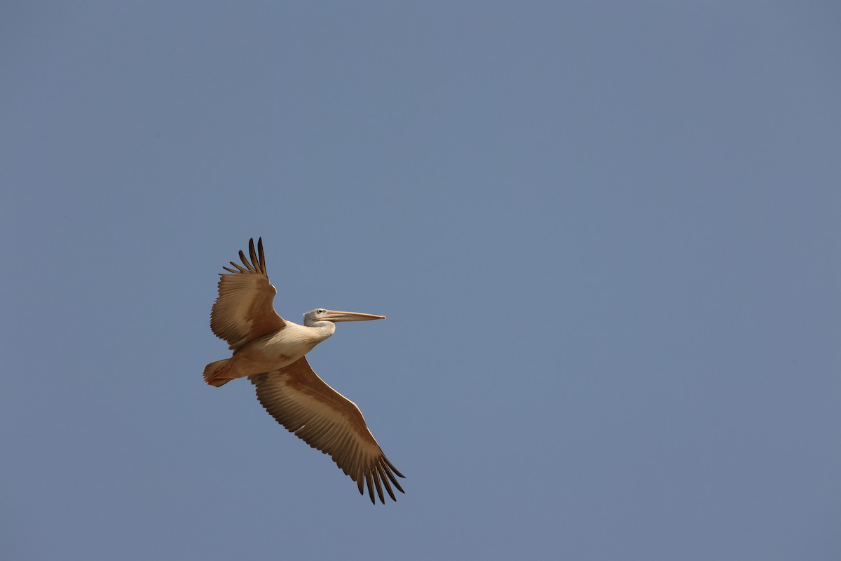 Pink-backed Pelican - ML623919108