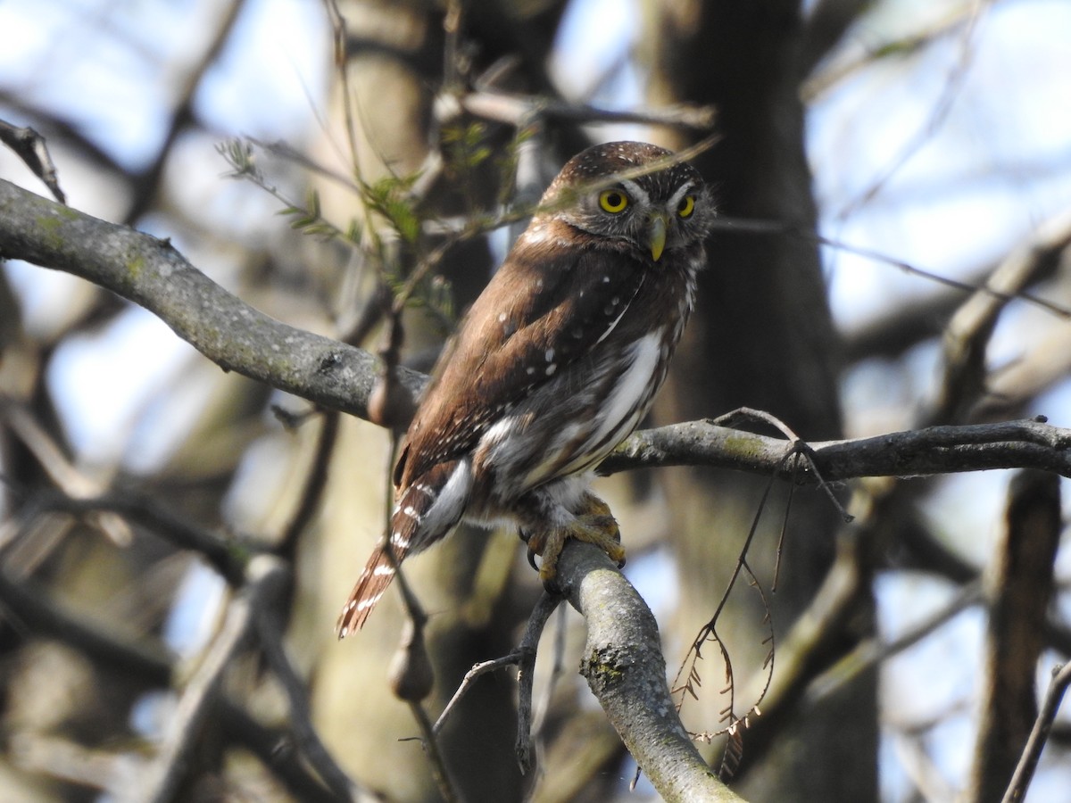 Ferruginous Pygmy-Owl - ML623919111