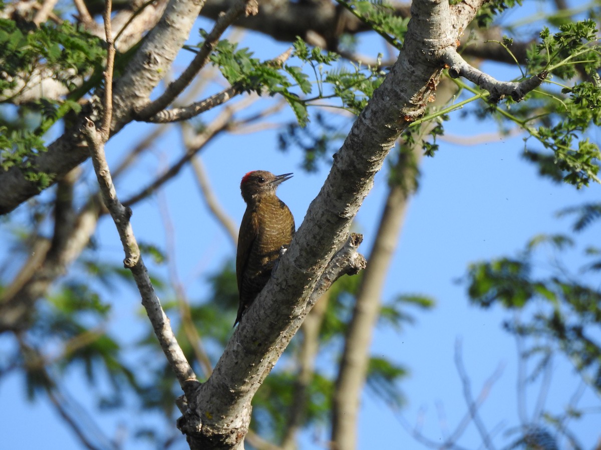 Little Woodpecker - ML623919112