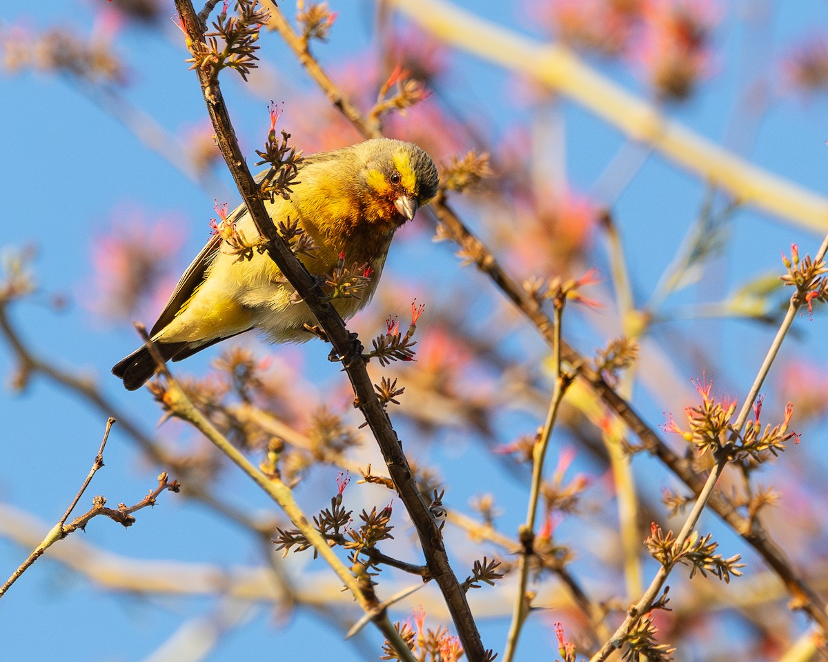 Yellow-fronted Canary - ML623919116