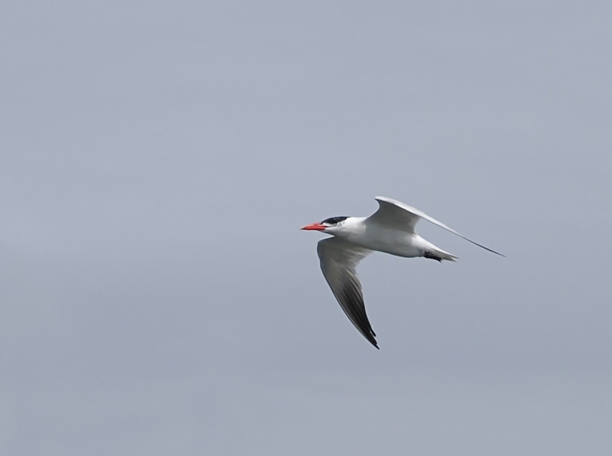 Caspian Tern - Jeffery Sole