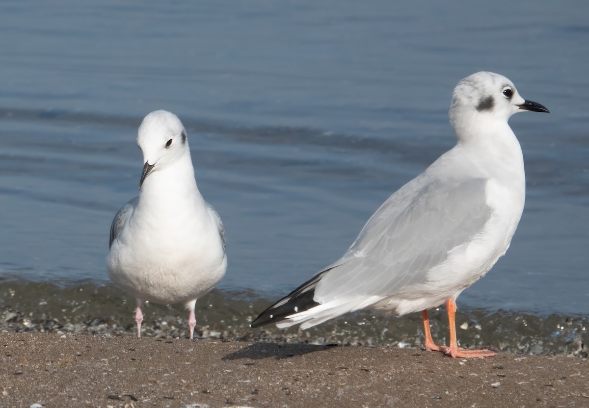 Bonaparte's Gull - ML623919144