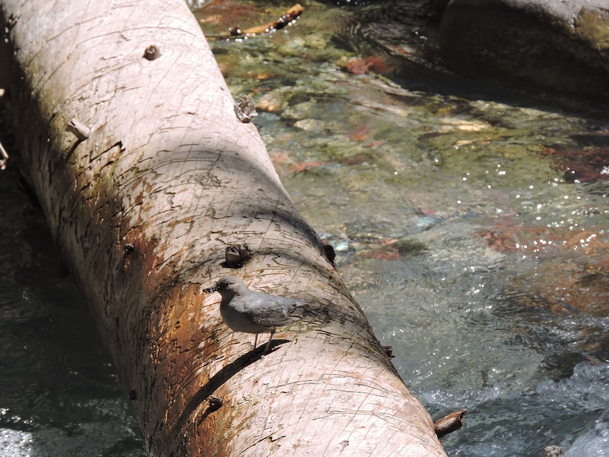 American Dipper - ML623919156