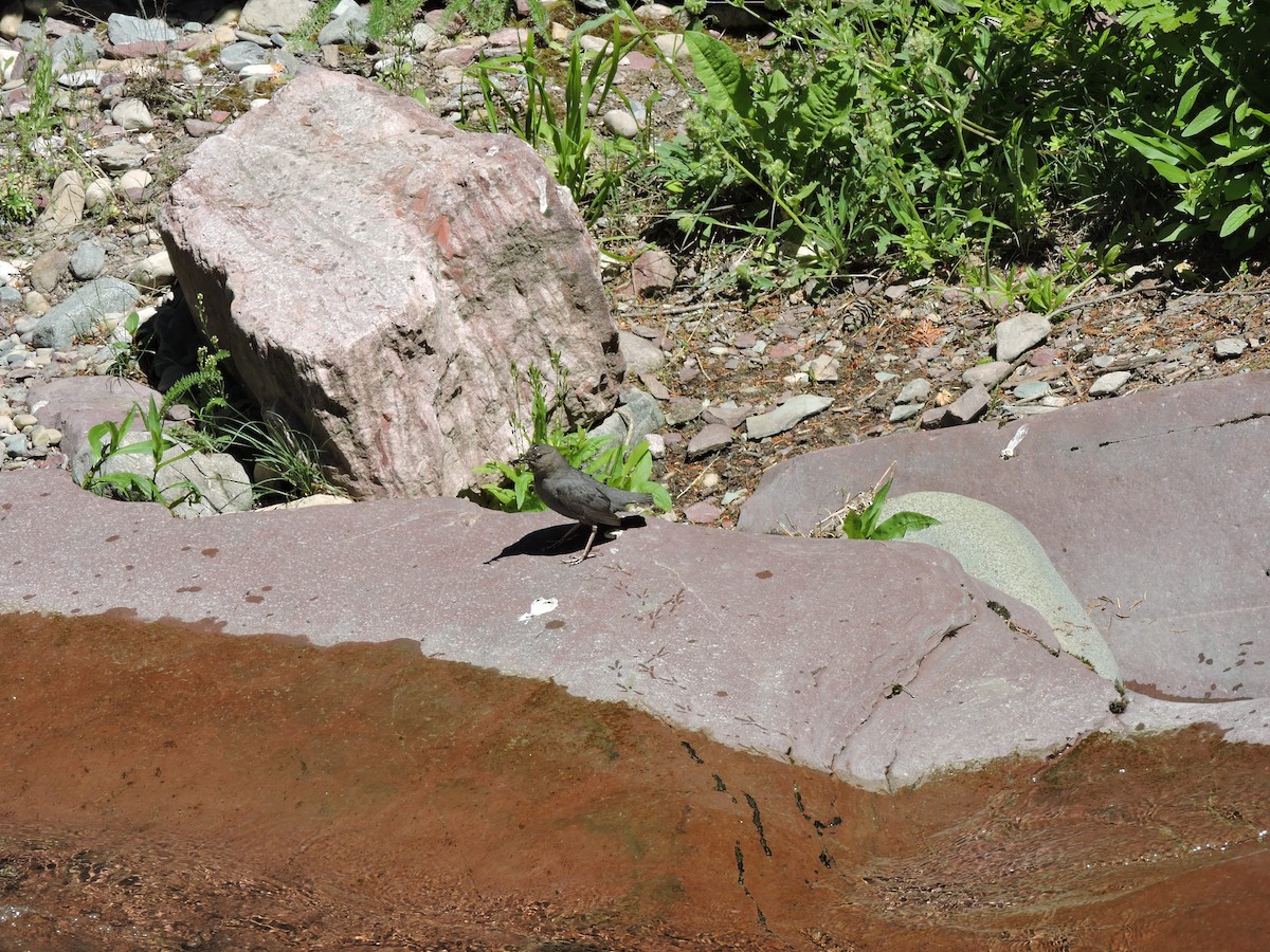 American Dipper - ML623919162