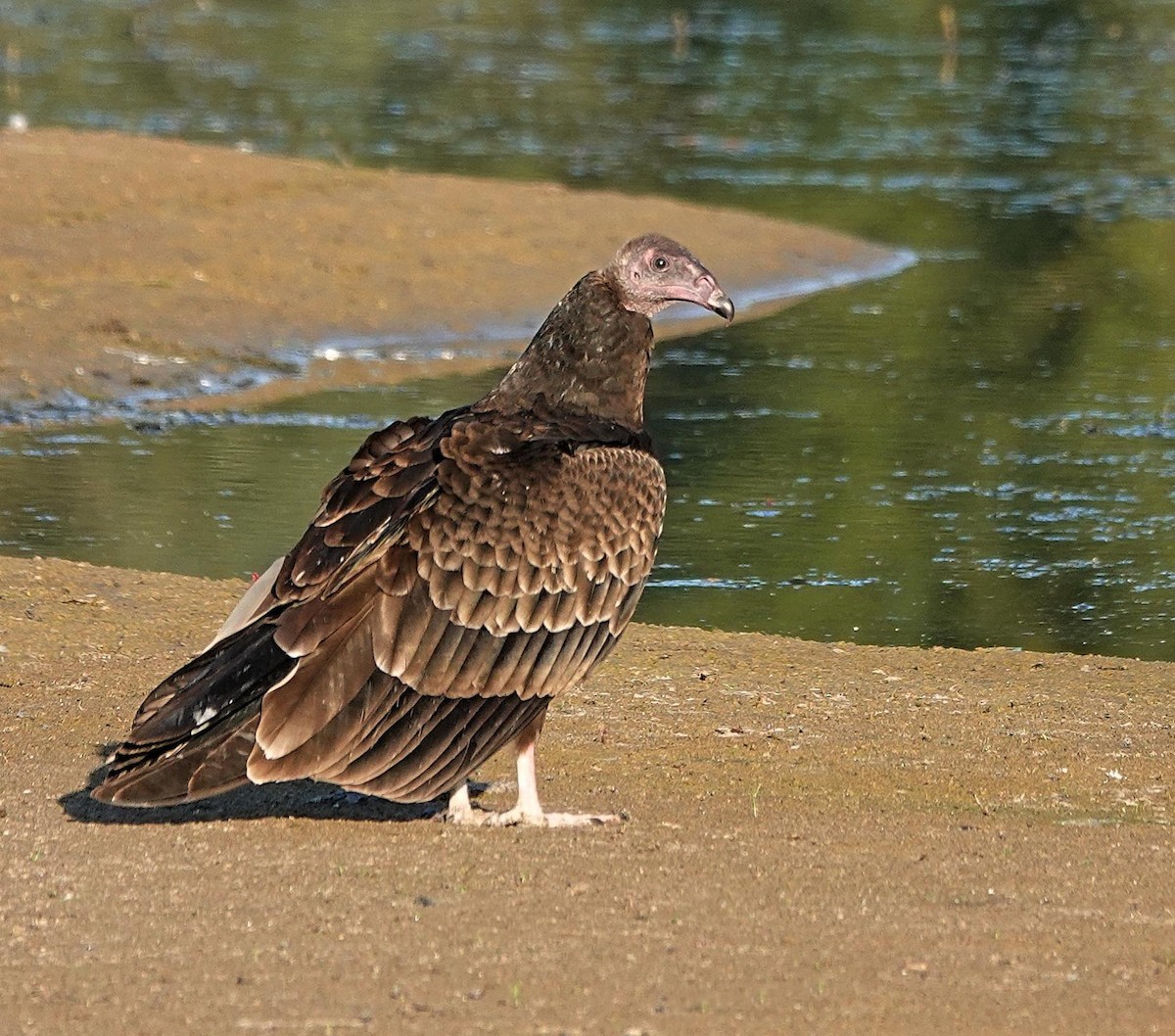 Turkey Vulture - ML623919172