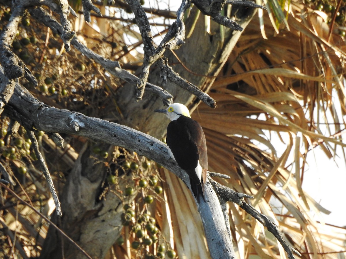 White Woodpecker - ML623919179