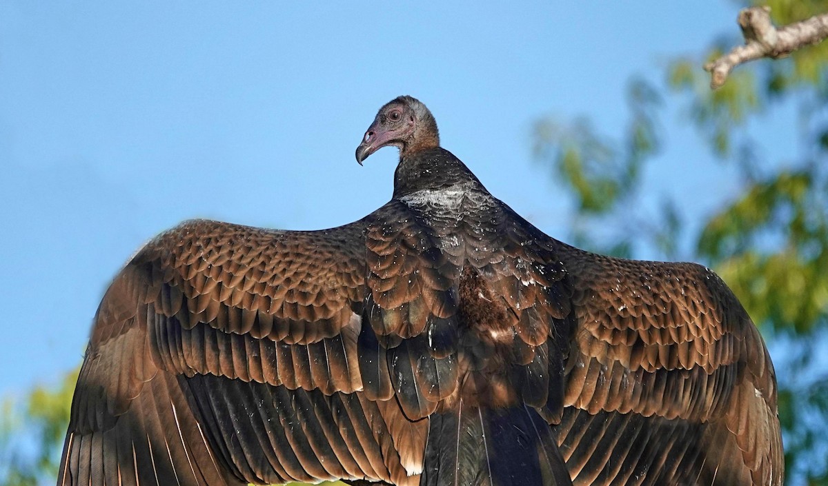 Turkey Vulture - ML623919185