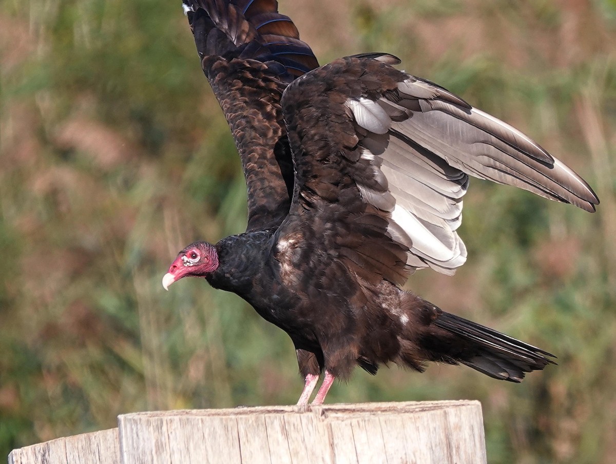 Turkey Vulture - ML623919189