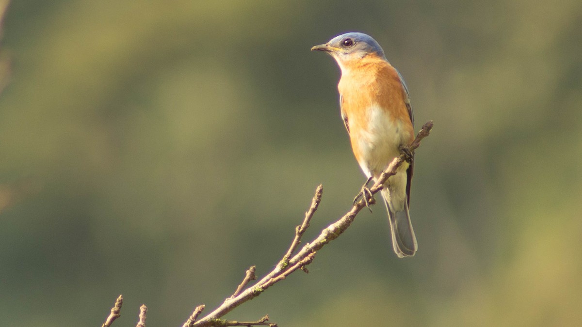 Eastern Bluebird - ML623919194