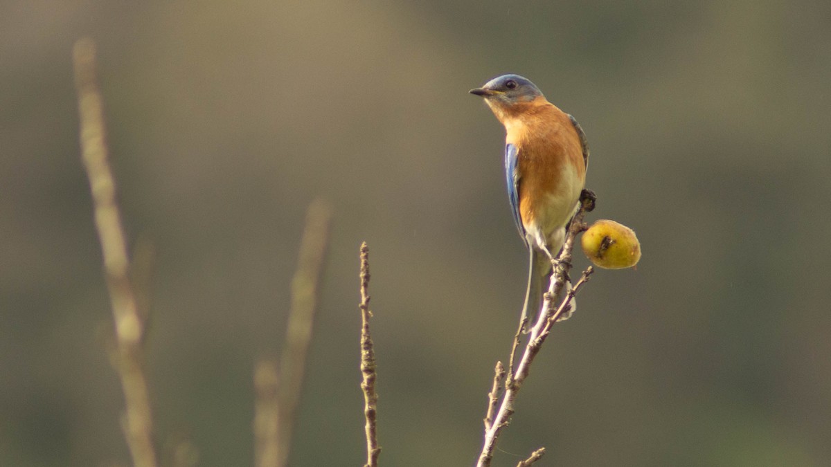 Eastern Bluebird - ML623919195