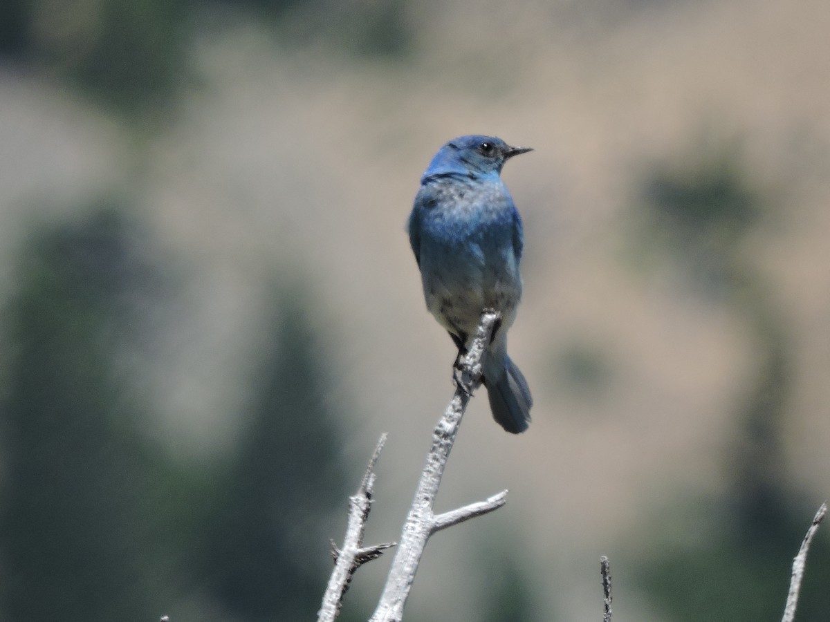 Mountain Bluebird - ML623919197