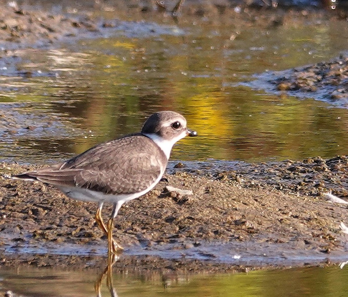 Semipalmated Plover - ML623919199