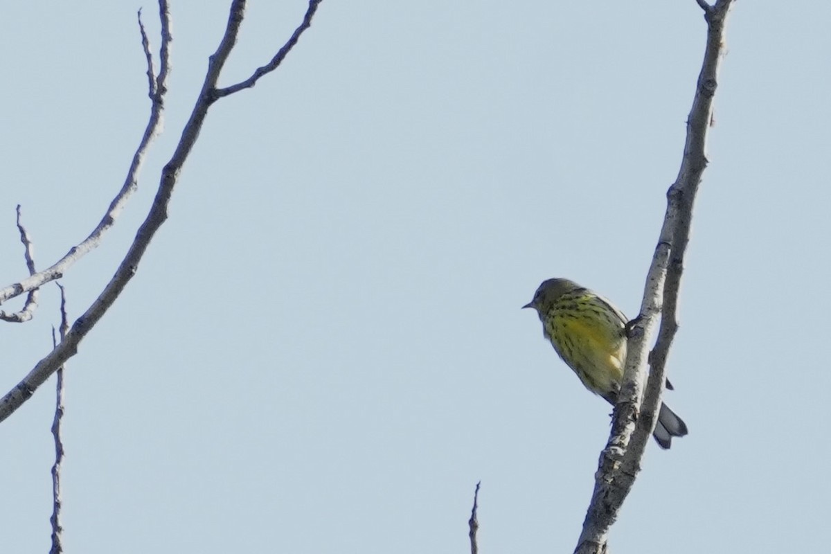 Cape May Warbler - ML623919201