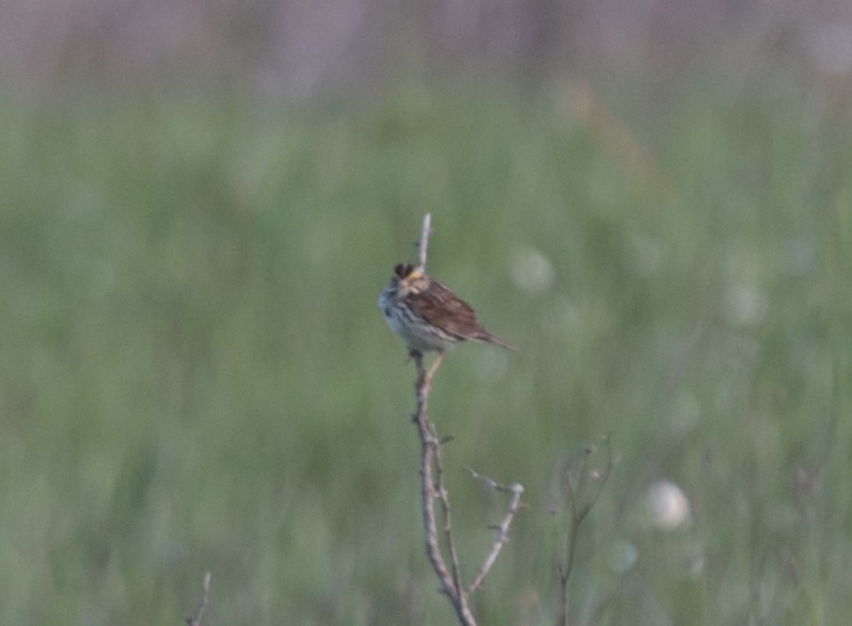 Savannah Sparrow - ML623919202