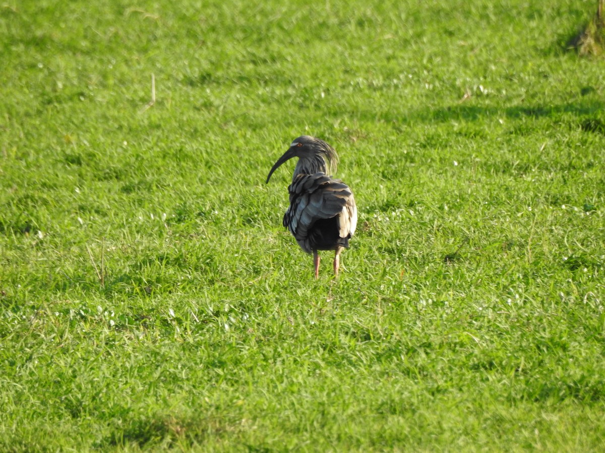 Plumbeous Ibis - ML623919211